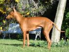 Cirneco Photo